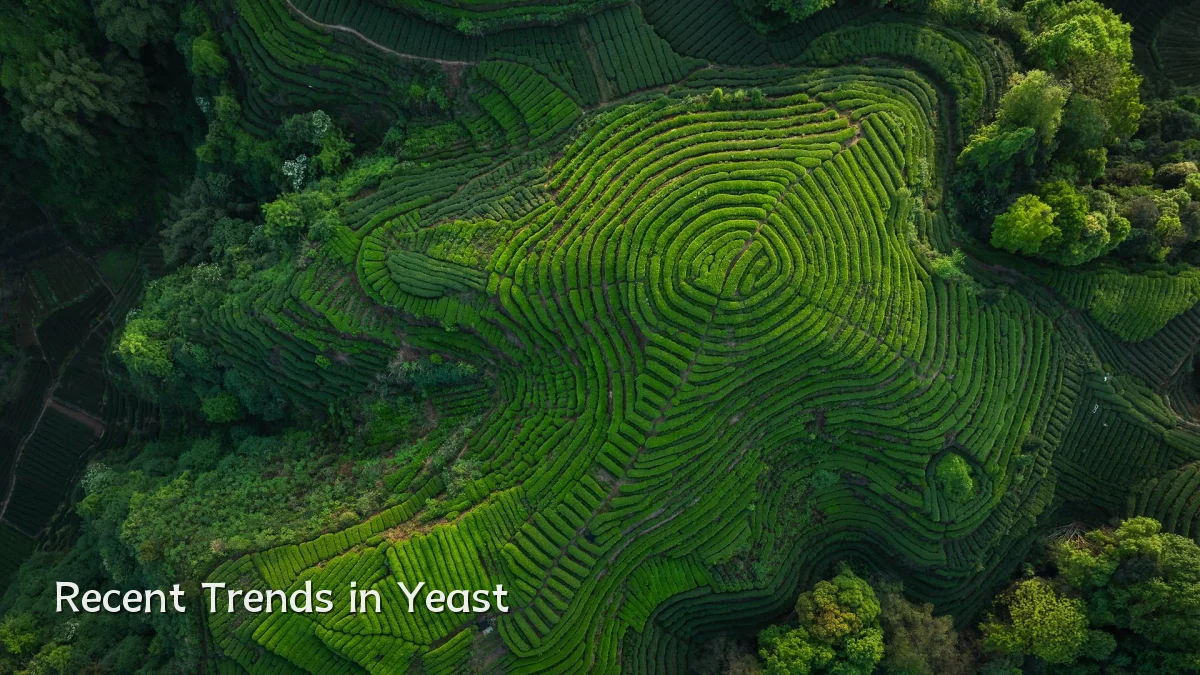 Recent Trends in Yeast