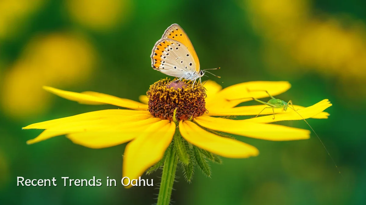 Recent Trends in Oahu